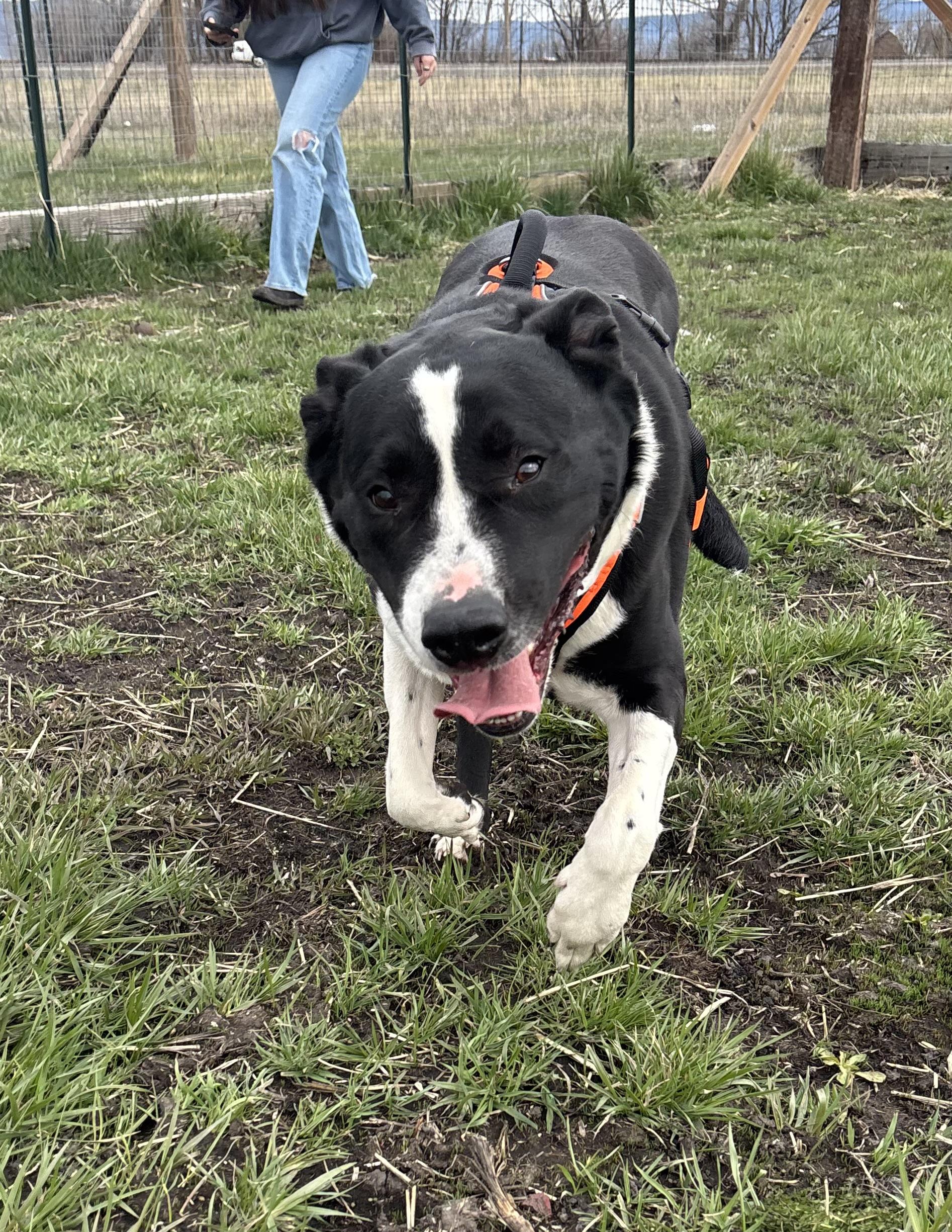 Enlarge Anubis, a ADOPTABLE Pit Bull Terrier in La Grande, OR image 2/6