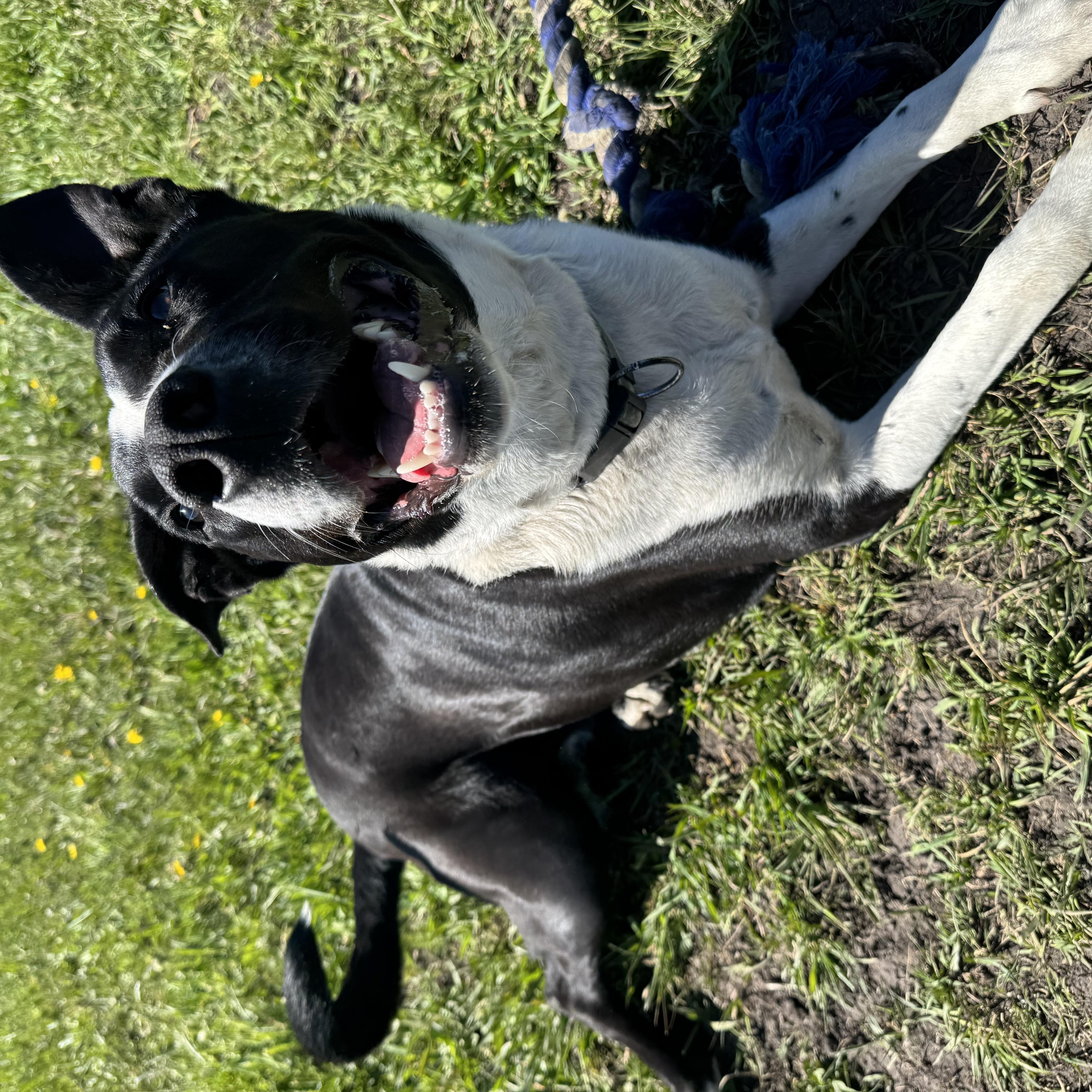 Enlarge Anubis, a ADOPTABLE Pit Bull Terrier in La Grande, OR image 3/4