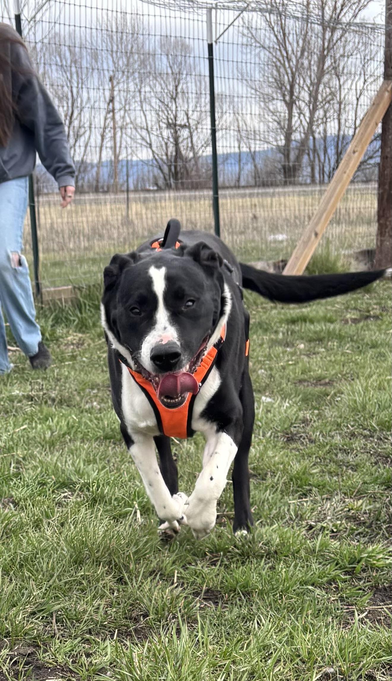 Enlarge Anubis, a ADOPTABLE Pit Bull Terrier in La Grande, OR image 4/6