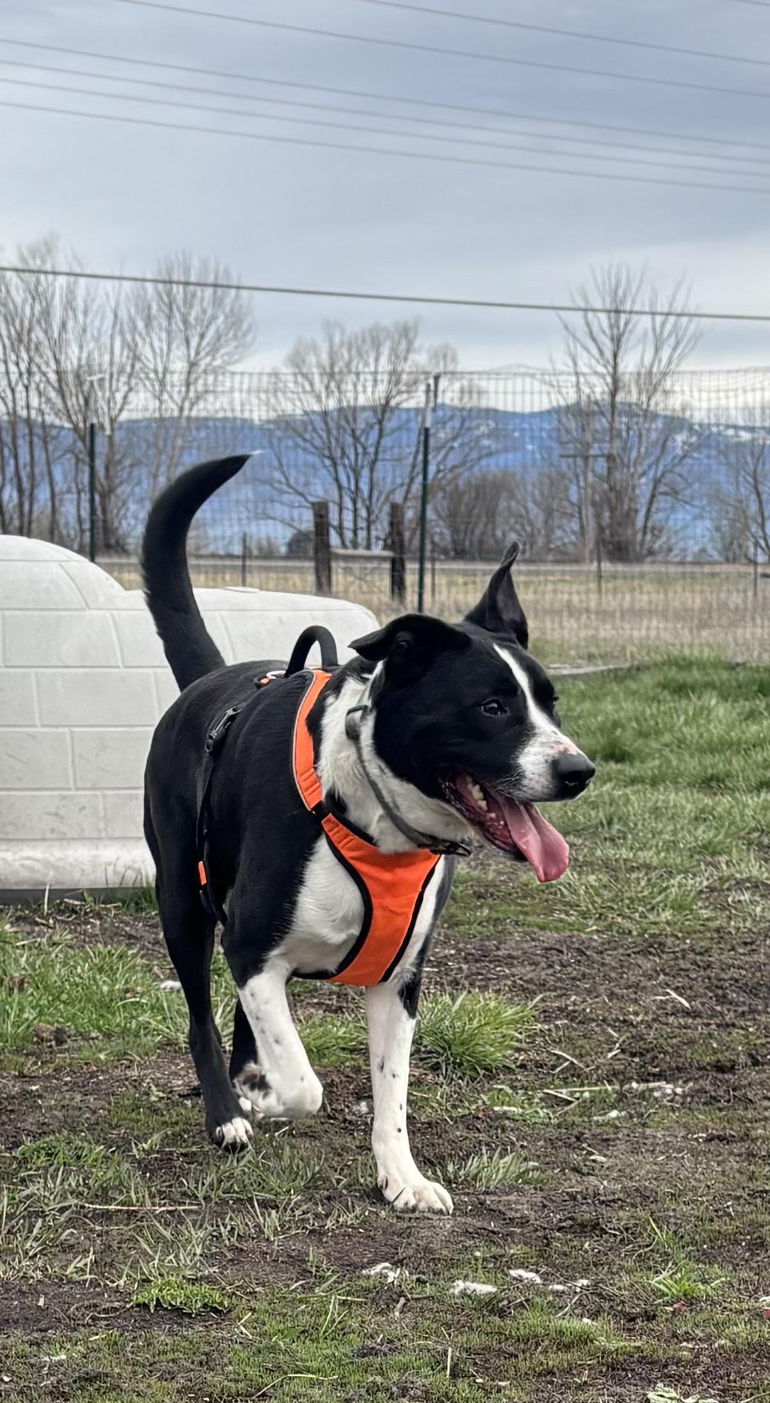Enlarge Anubis, a ADOPTABLE Pit Bull Terrier in La Grande, OR image 3/6