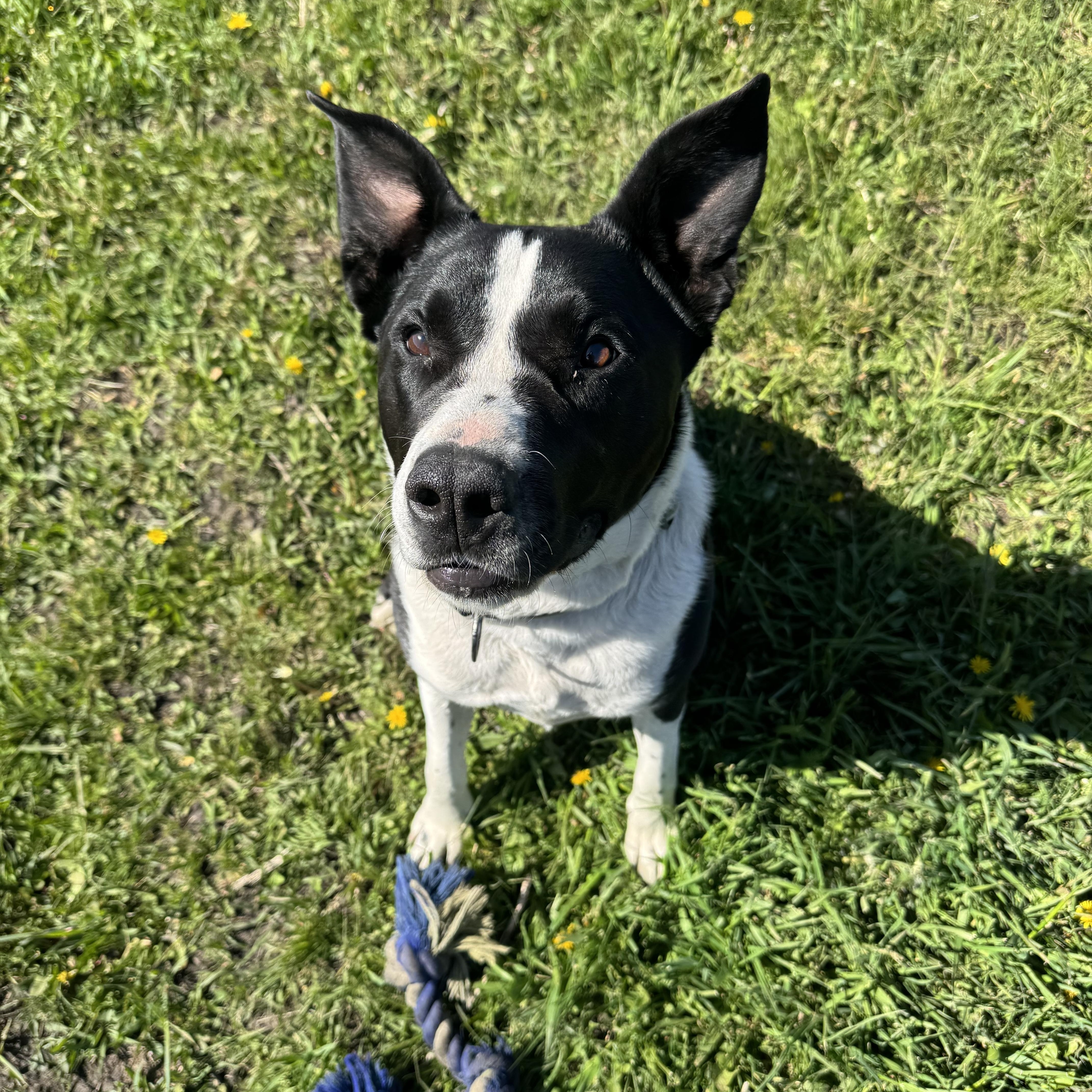 Enlarge Anubis, a ADOPTABLE Pit Bull Terrier in La Grande, OR image 4/4