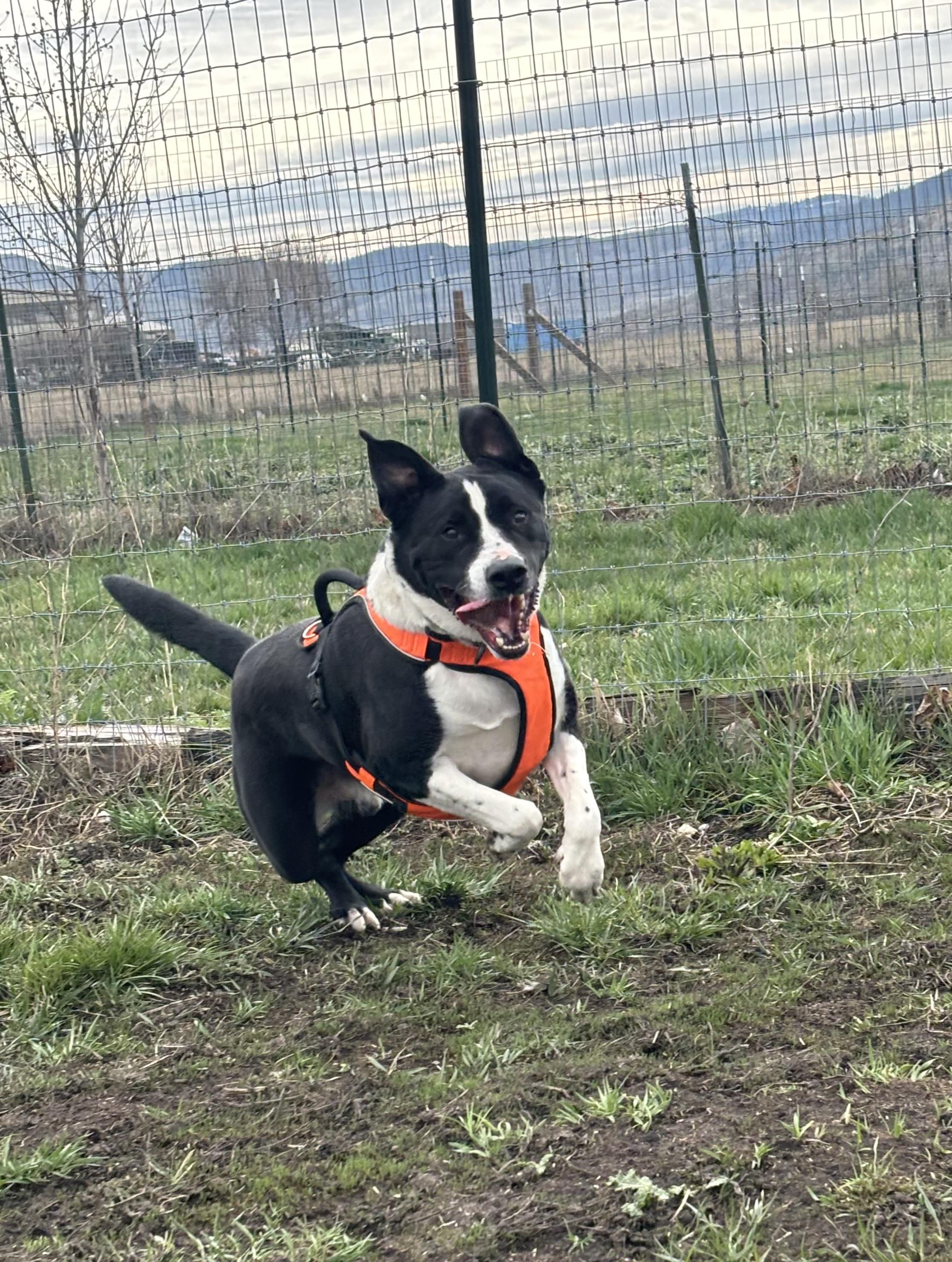 Enlarge Anubis, a ADOPTABLE Pit Bull Terrier in La Grande, OR image 1/6