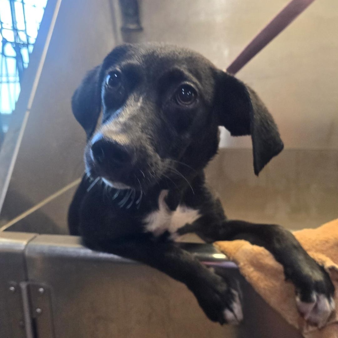 Enlarge PEACHES, a Adoptable mixed breed in Athens, AL image 2/2