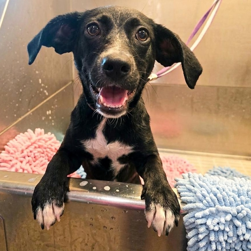 PEACHES, ADOPTABLE, Puppy • Female, Beagle & Black Labrador Retriever.