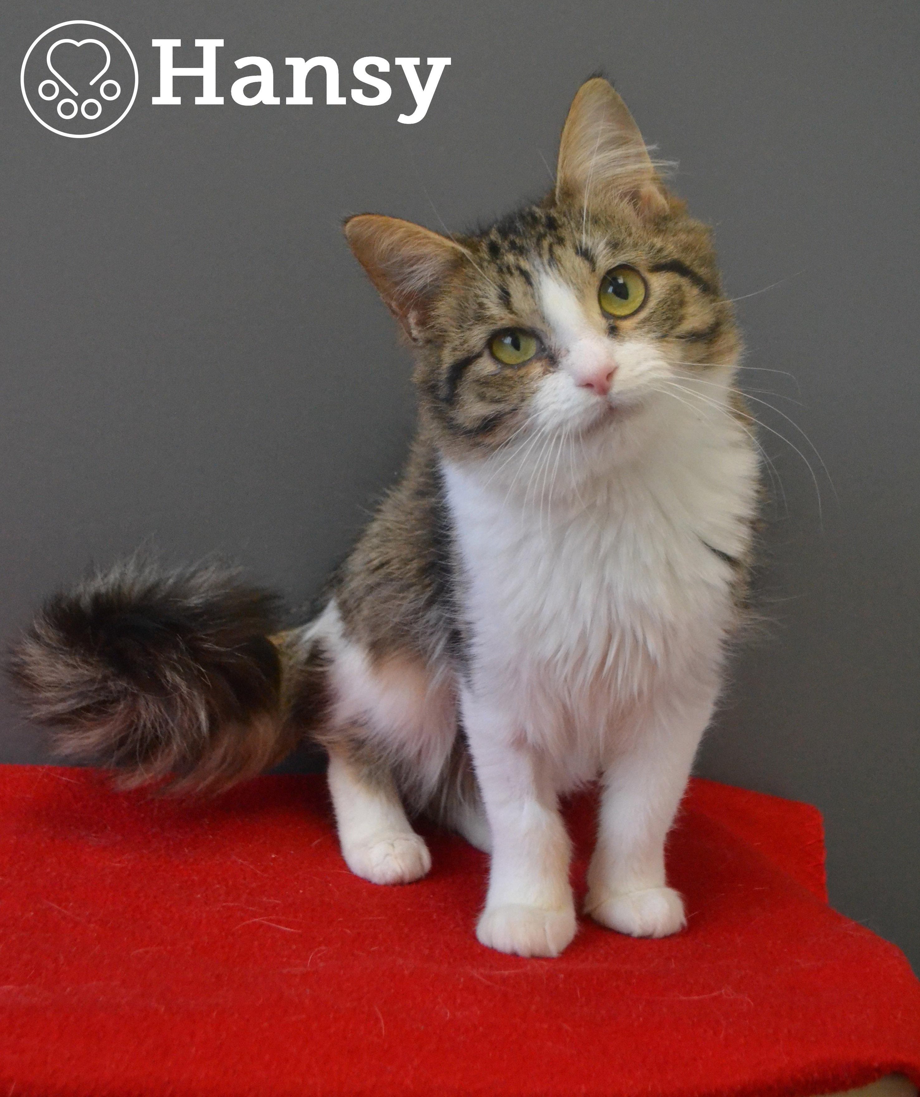 Enlarge Hansy, a ADOPTABLE Domestic Medium Hair in Anjou, QC image 1/1