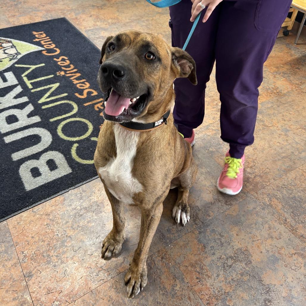 Enlarge Rascal, a Adoptable Boxer in Morganton, NC image 1/1