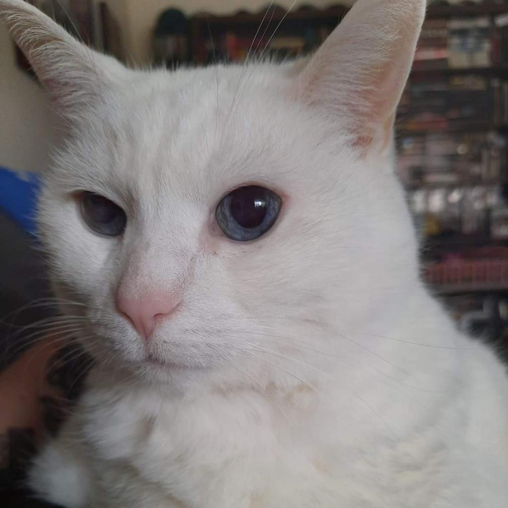 Spirit, Adoptable, Senior Female Domestic Short Hair.