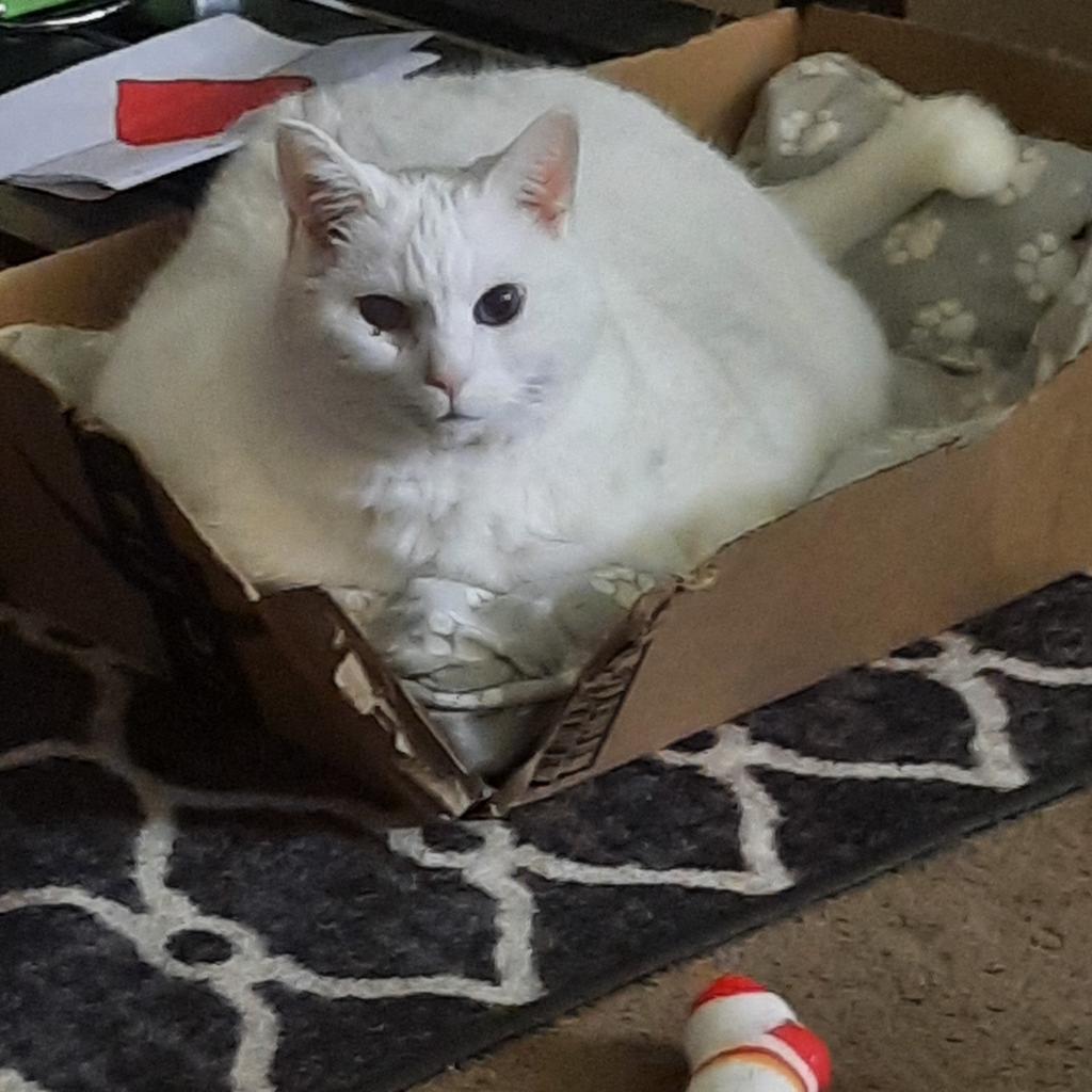 Spirit — thumbnail 2