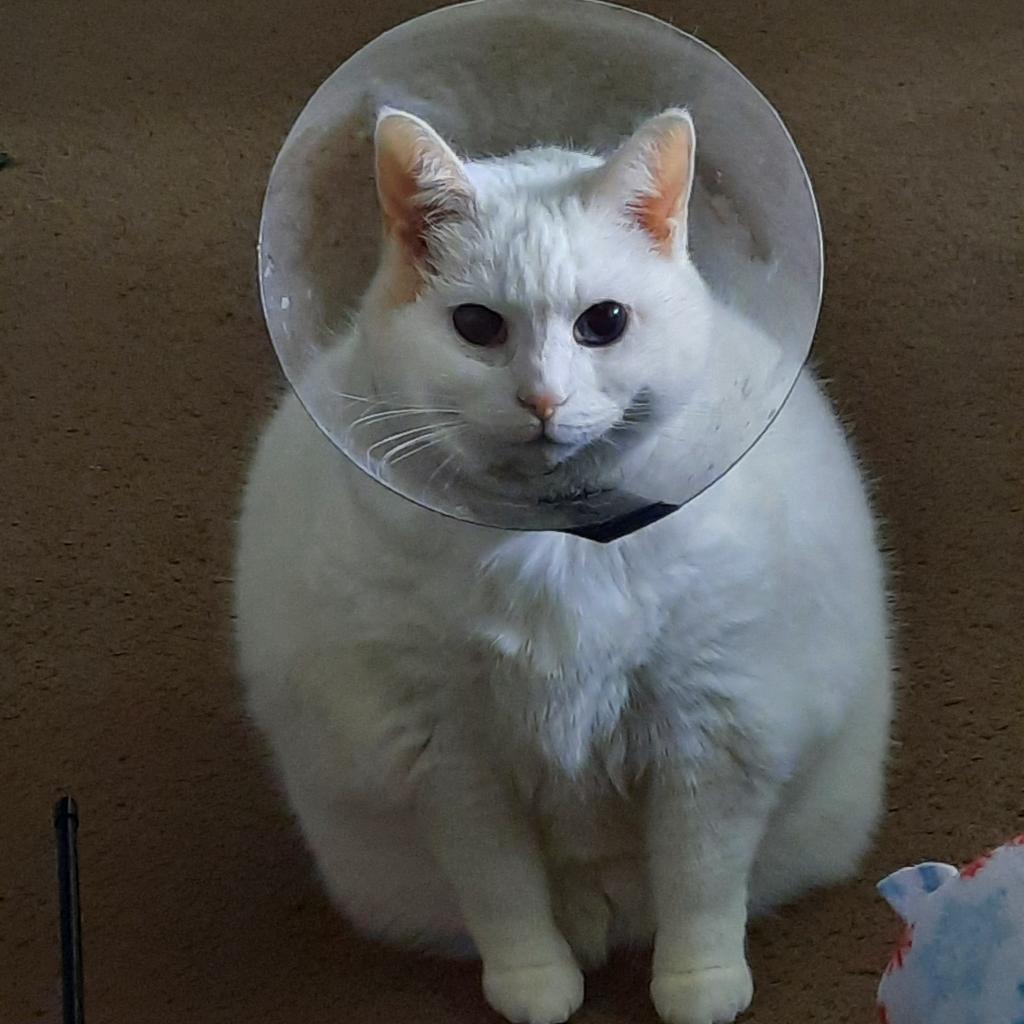 Spirit — thumbnail 3