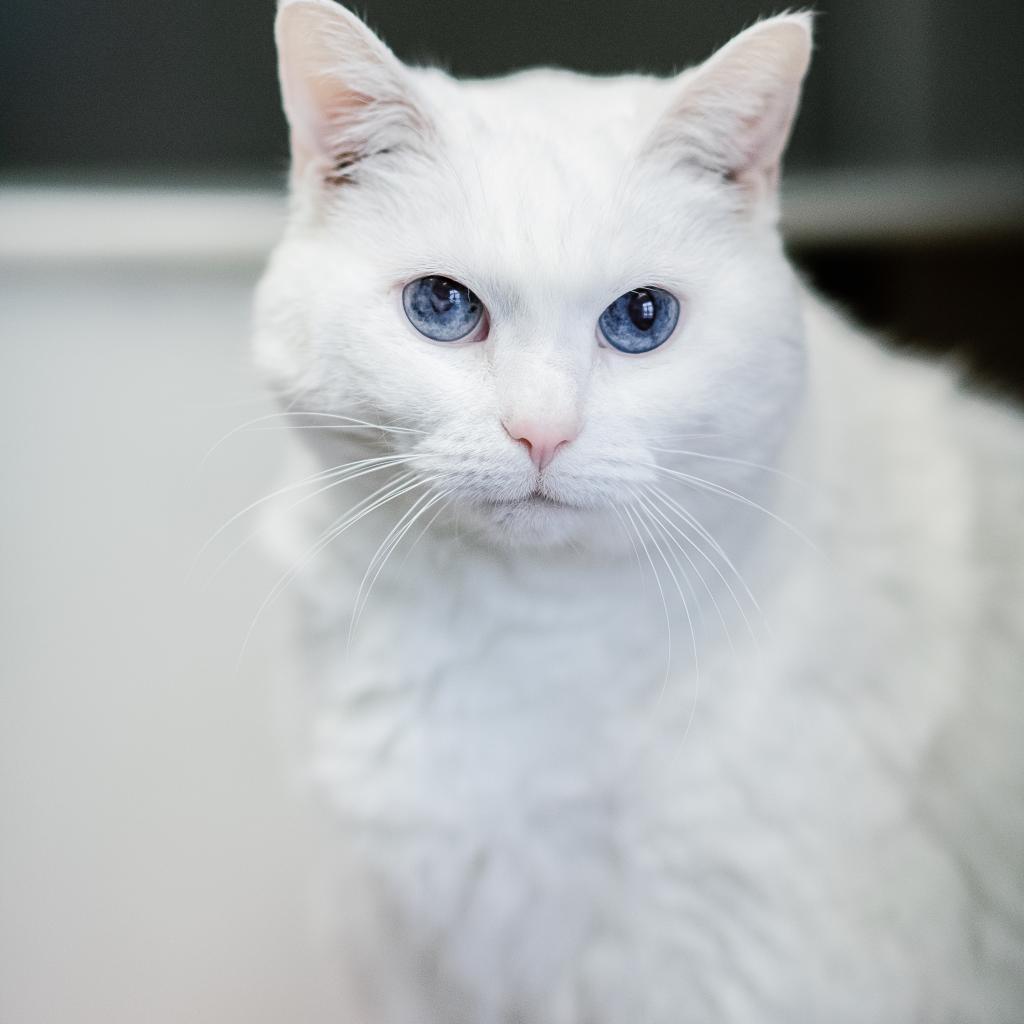 Spirit — thumbnail 4