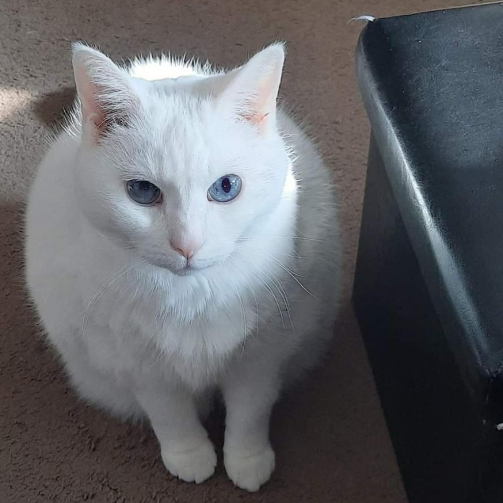 Spirit — thumbnail 5