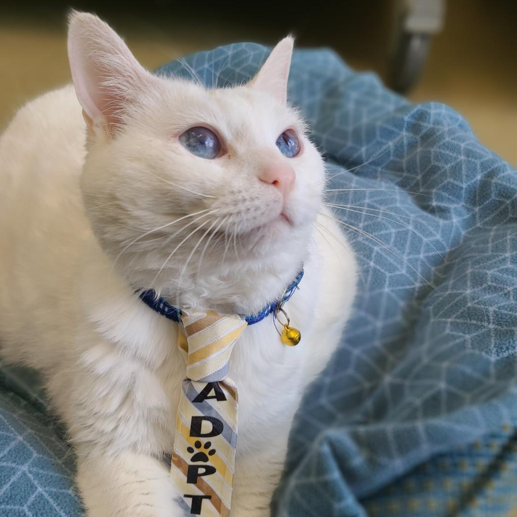 Spirit — thumbnail 6