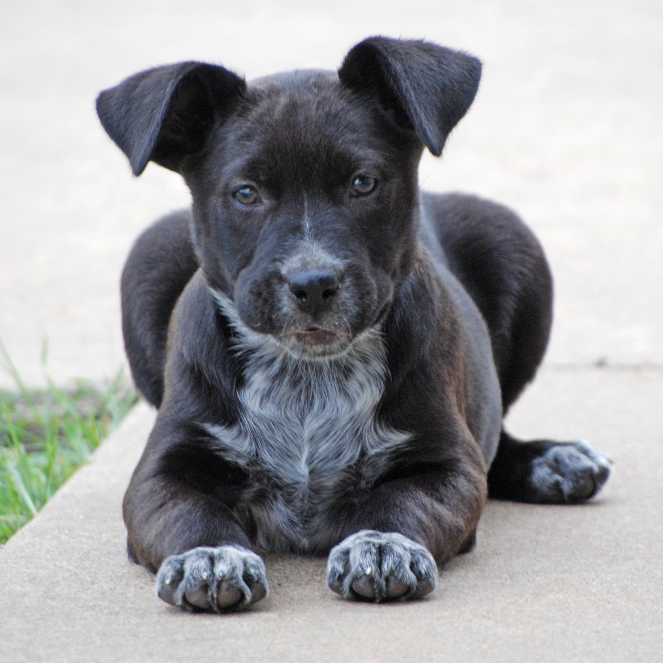 Lita, ADOPTABLE, Puppy Female Labrador Retriever & Pit Bull Terrier.