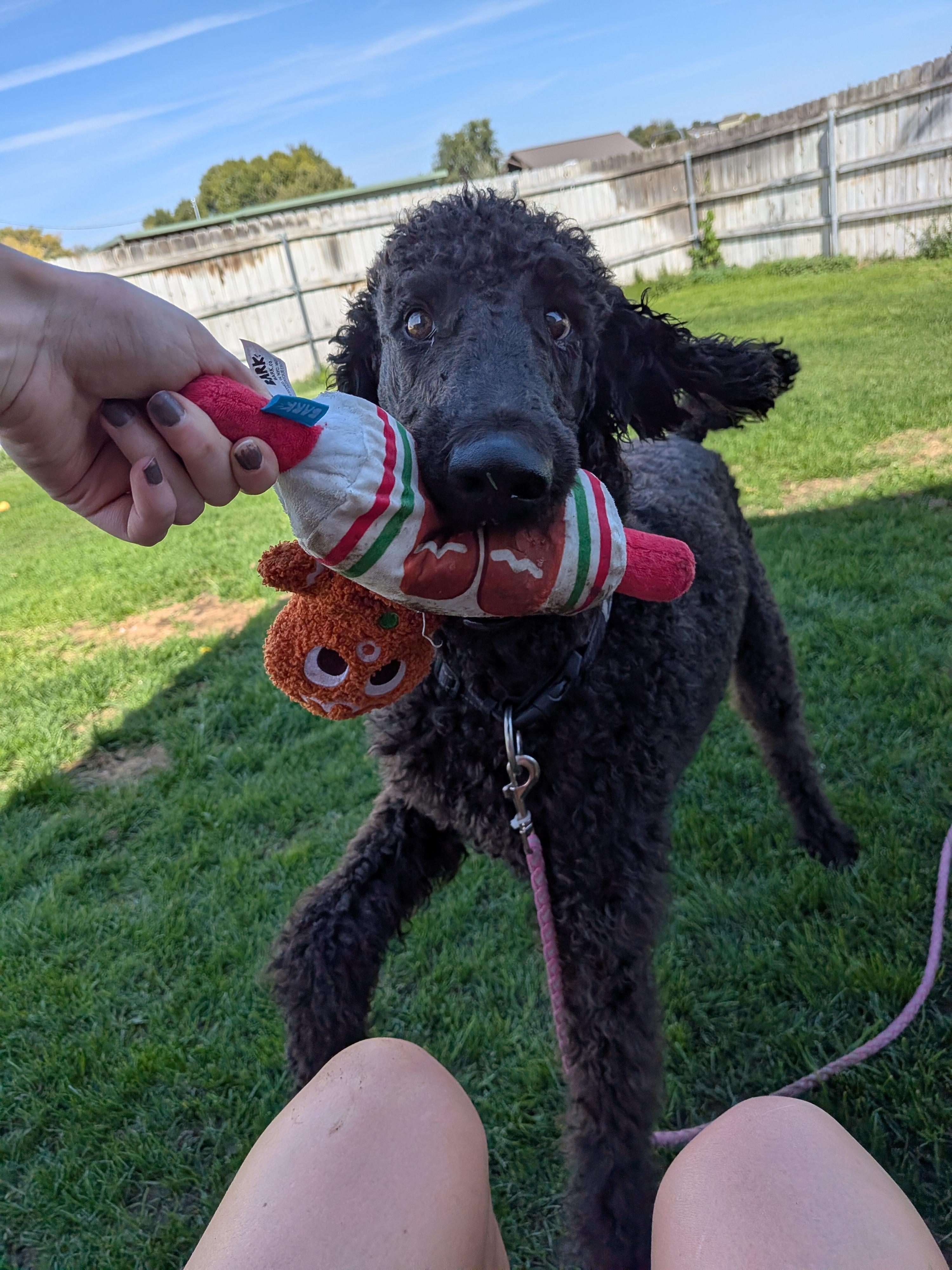 Enlarge Maurice, a Adopted Standard Poodle in Hermiston, OR image 6/6