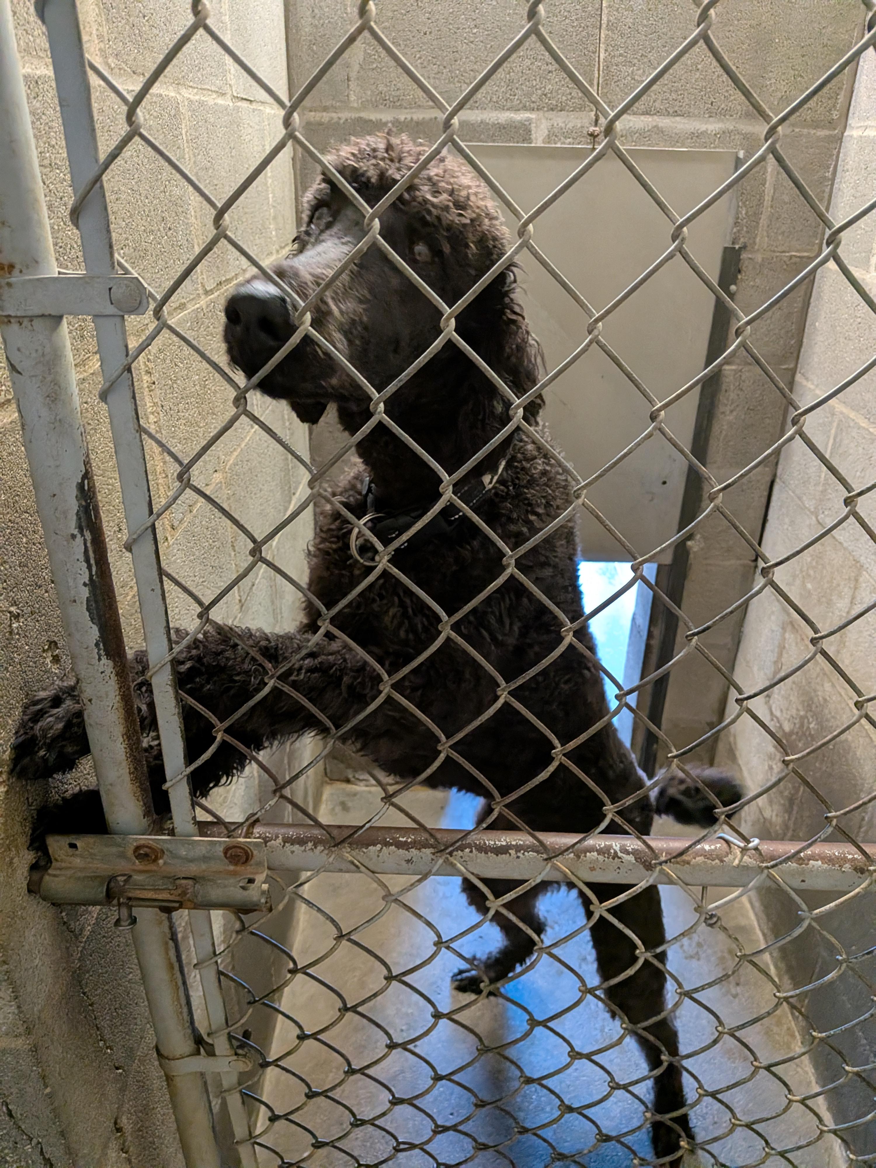 Enlarge Maurice, a Adopted Standard Poodle in Hermiston, OR image 3/6