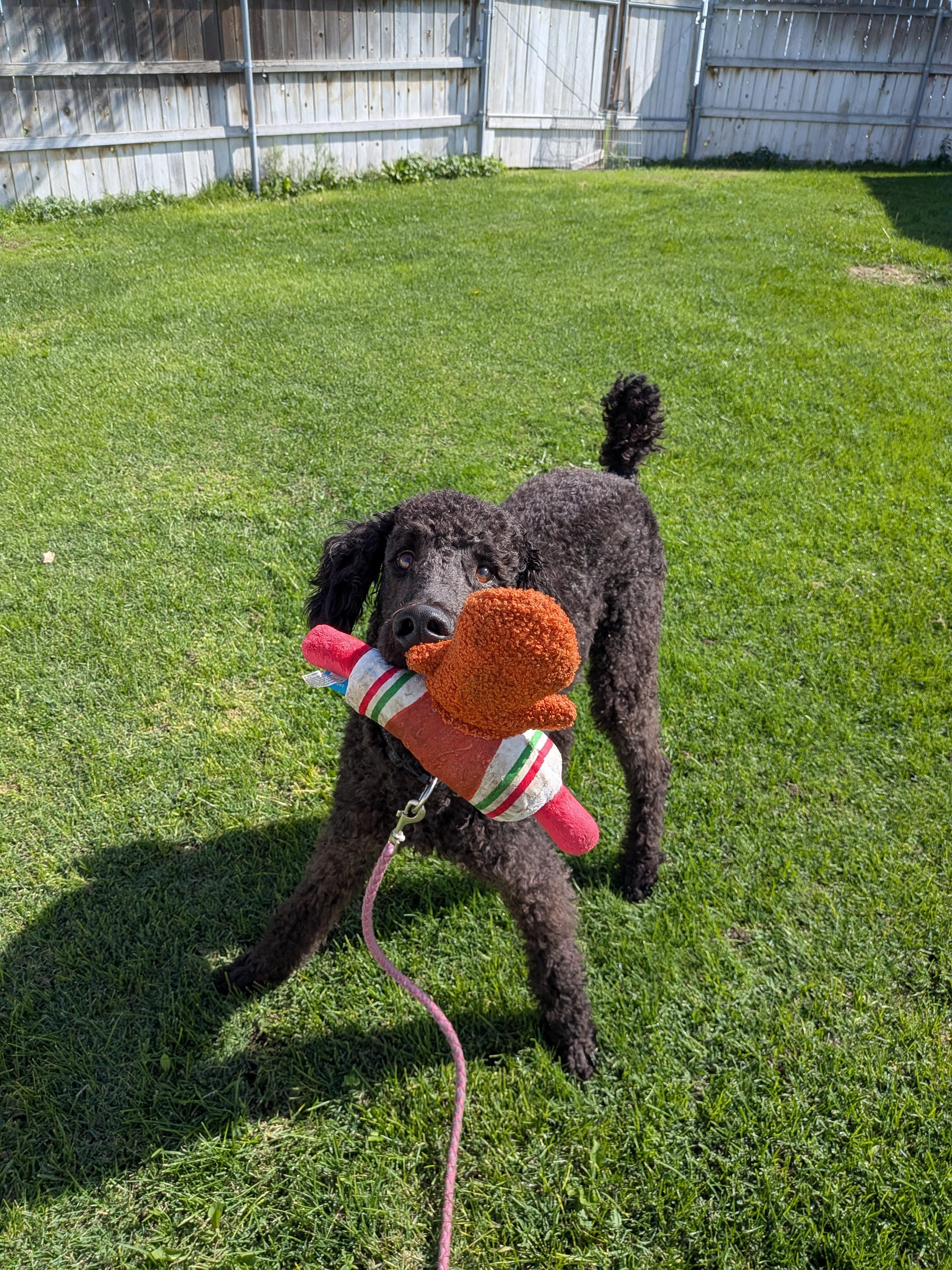 Maurice, Adopted, Adult Male Standard Poodle.