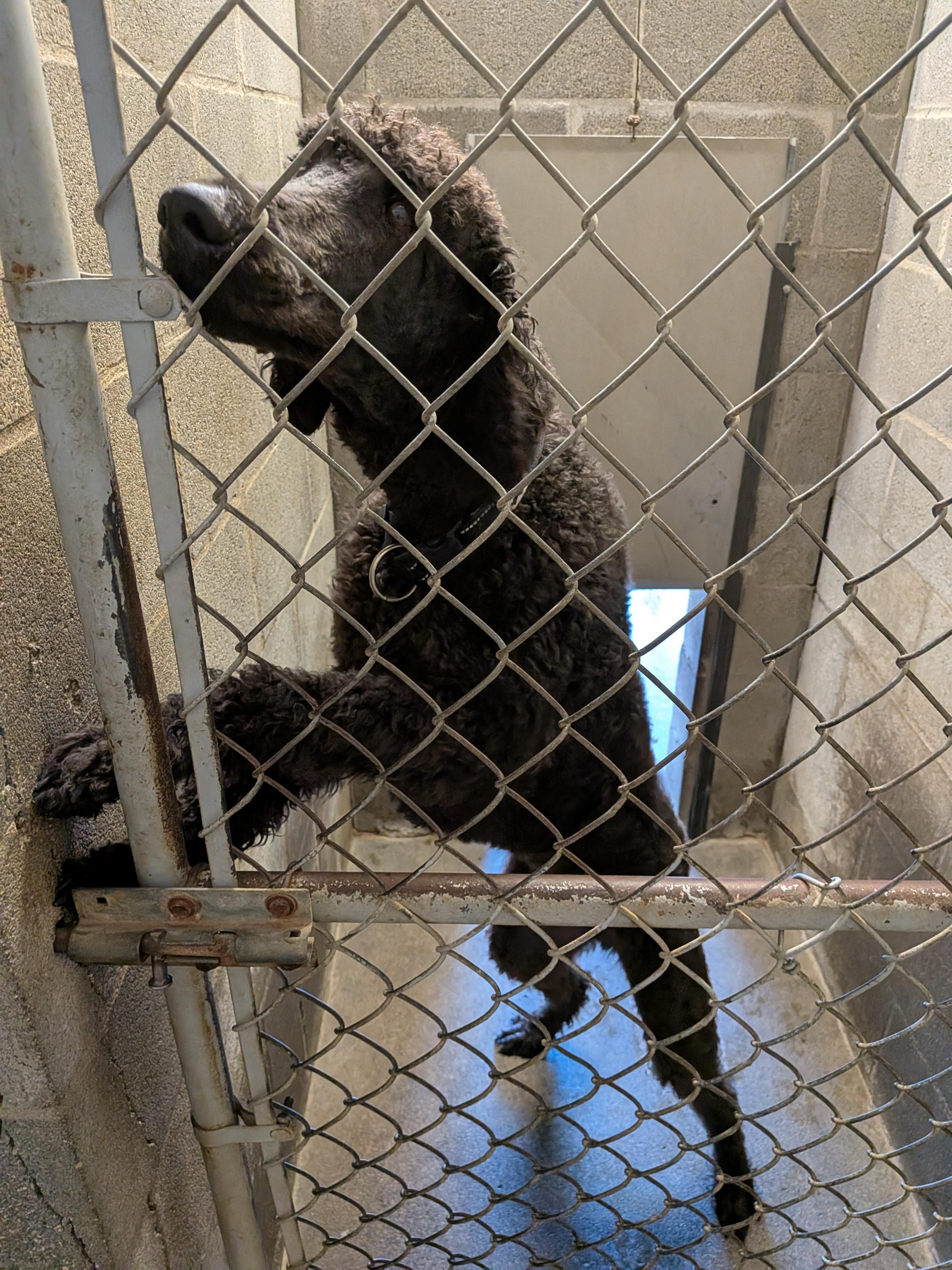 Enlarge Maurice, a Adopted Standard Poodle in Hermiston, OR image 2/6