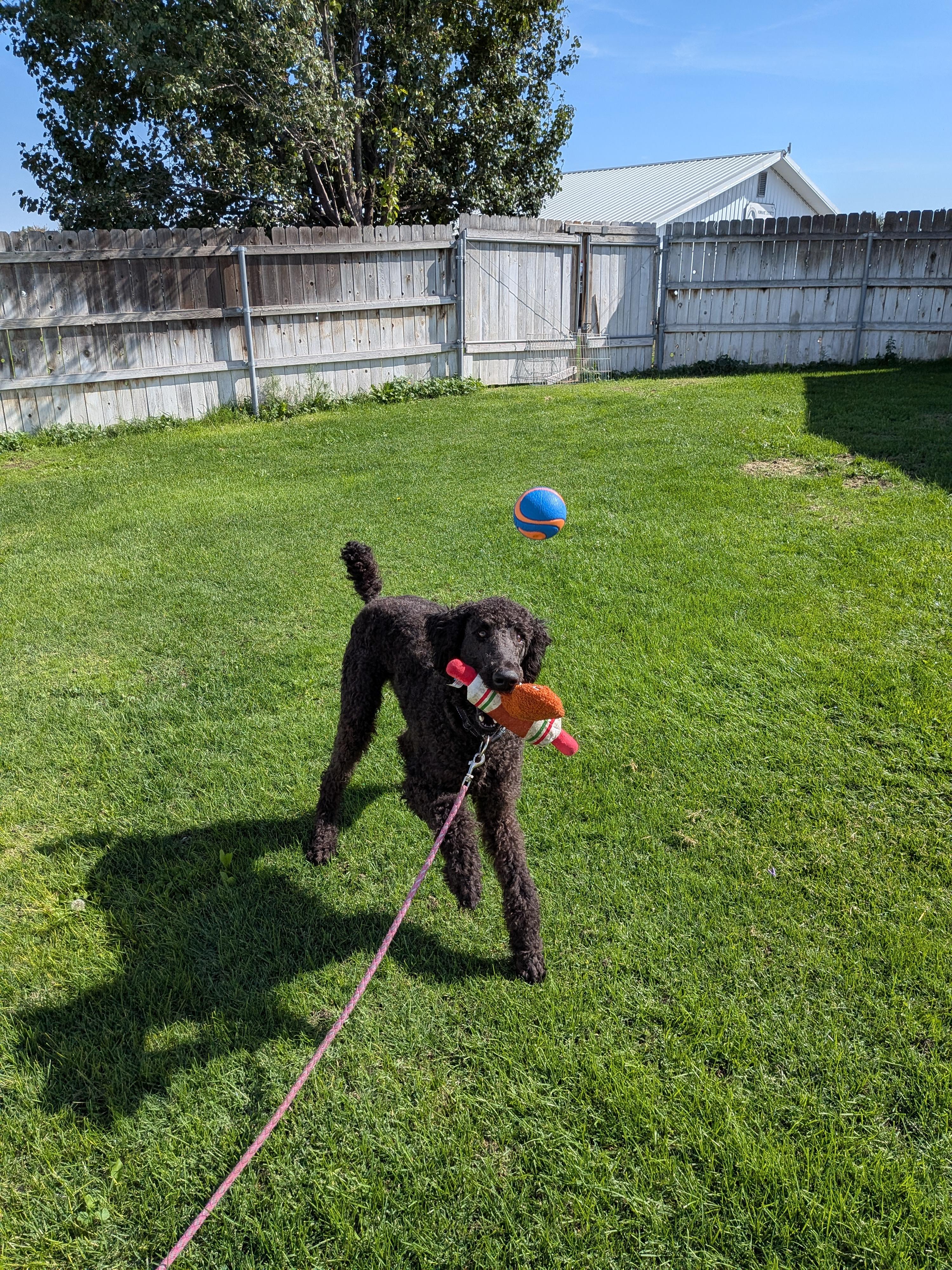 Enlarge Maurice, a Adopted Standard Poodle in Hermiston, OR image 5/6
