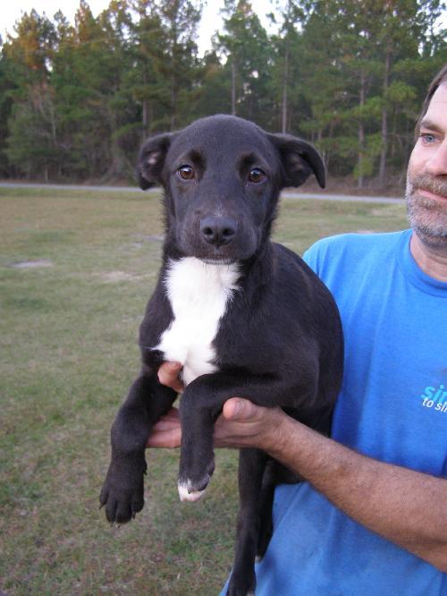 Ollie, Adopted, Young Male Feist.