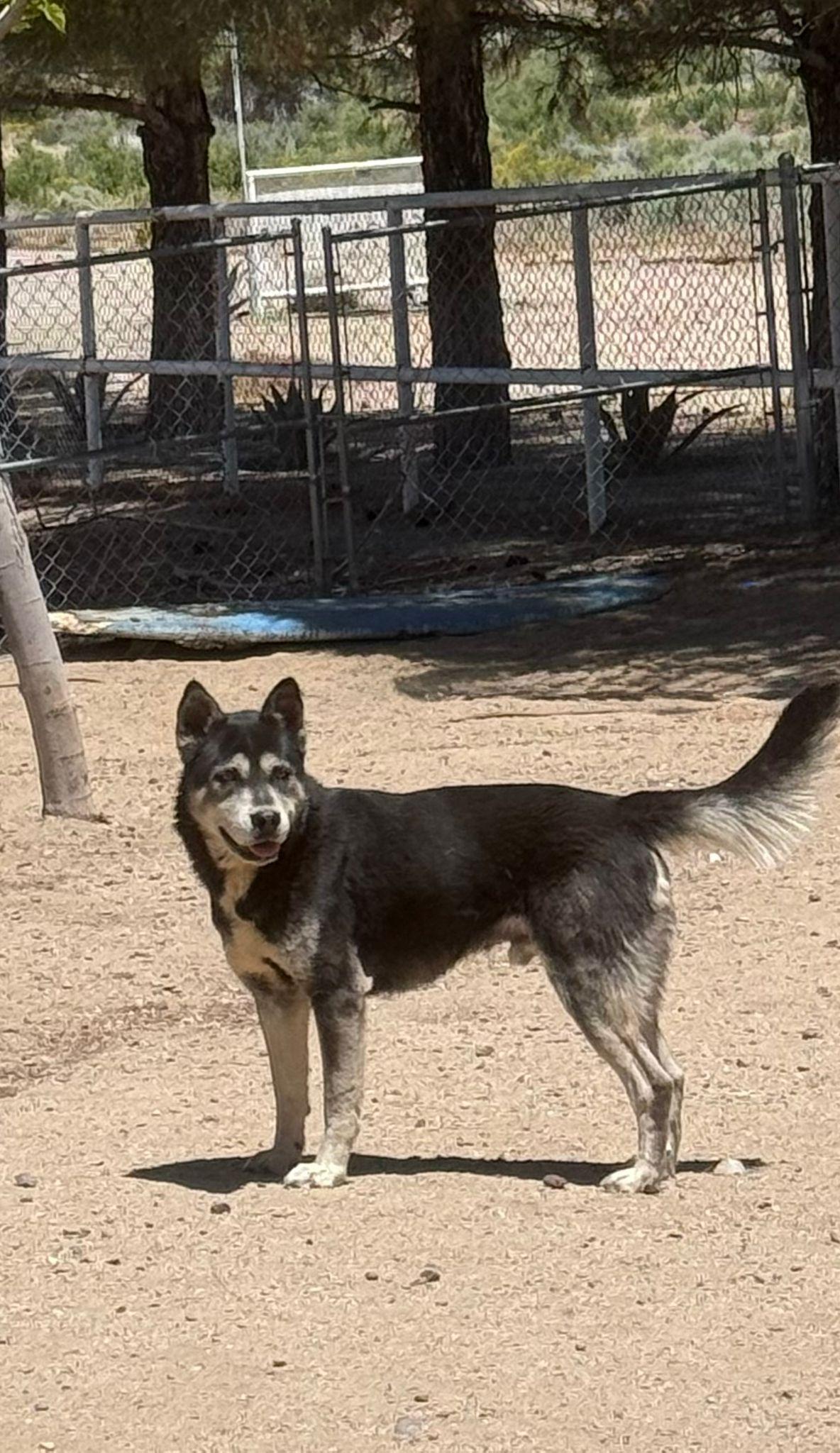 Enlarge Churro, a Adoptable mixed breed in Inglewood, CA image 4/6