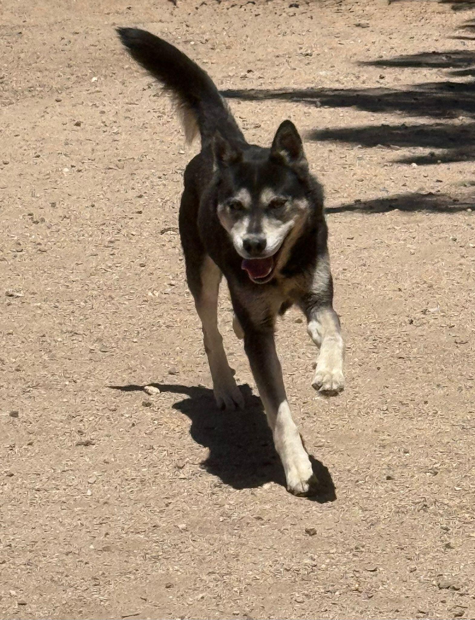 Enlarge Churro, a Adoptable mixed breed in Inglewood, CA image 5/6