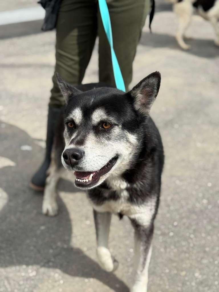 Enlarge Churro, a Adoptable mixed breed in Inglewood, CA image 2/6