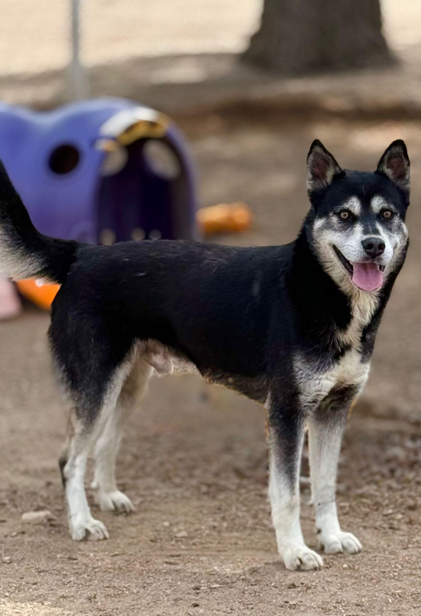 Enlarge Churro, a Adoptable mixed breed in Inglewood, CA image 6/6