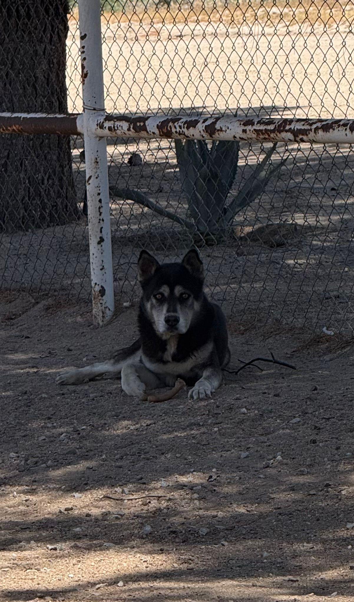 Enlarge Churro, a Adoptable mixed breed in Inglewood, CA image 3/6