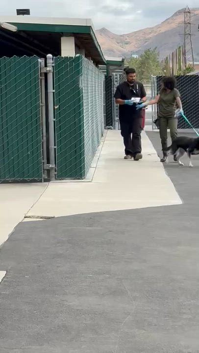 Enlarge Churro, a Adoptable mixed breed in Inglewood, CA video 1/6