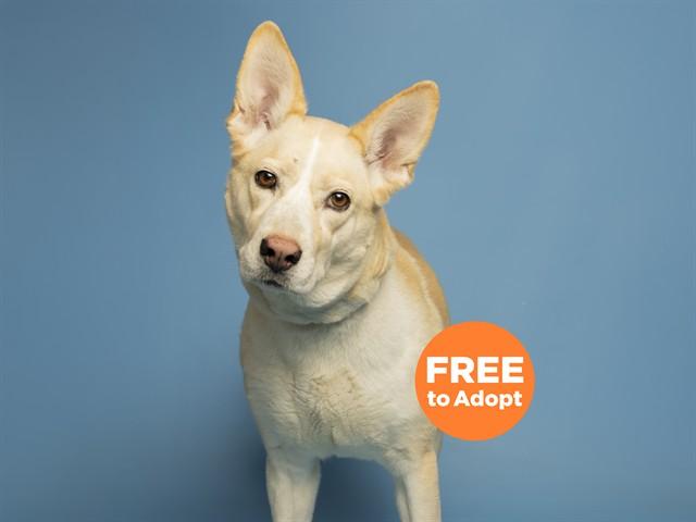 LOLA, Adoptable, Adult Female Golden Retriever & Siberian Husky.