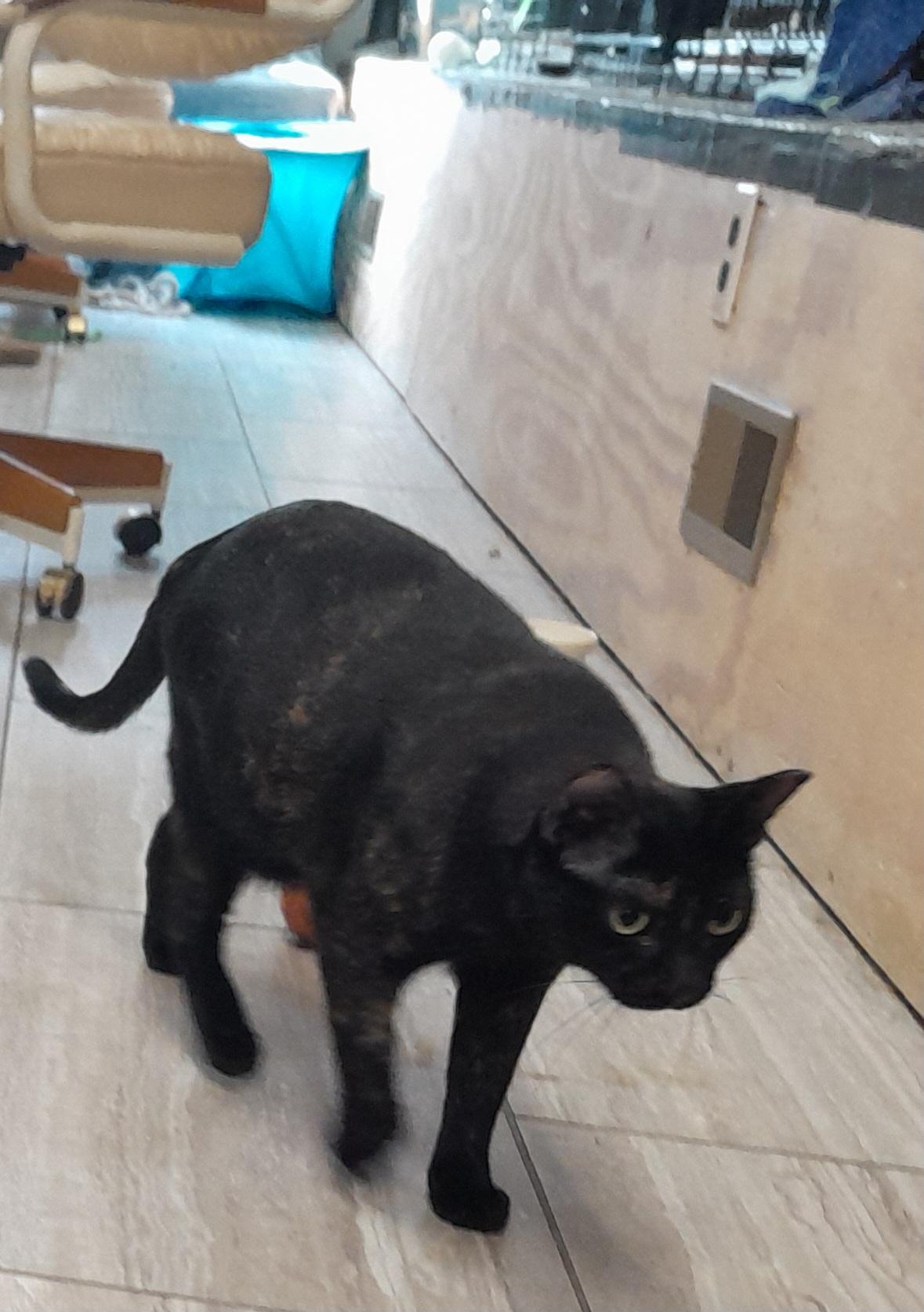 Enlarge Jacquel, a Adoptable Domestic Short Hair in Brighton, MI image 1/6