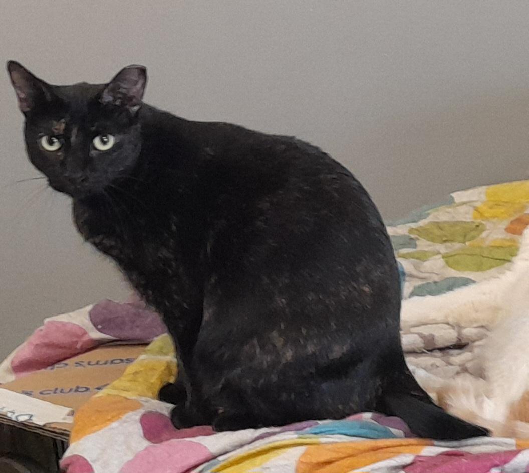 Enlarge Jacquel, a Adoptable Domestic Short Hair in Brighton, MI image 2/6