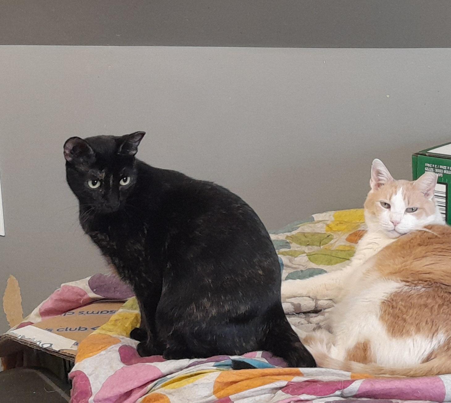 Enlarge Jacquel, a Adoptable Domestic Short Hair in Brighton, MI image 3/6