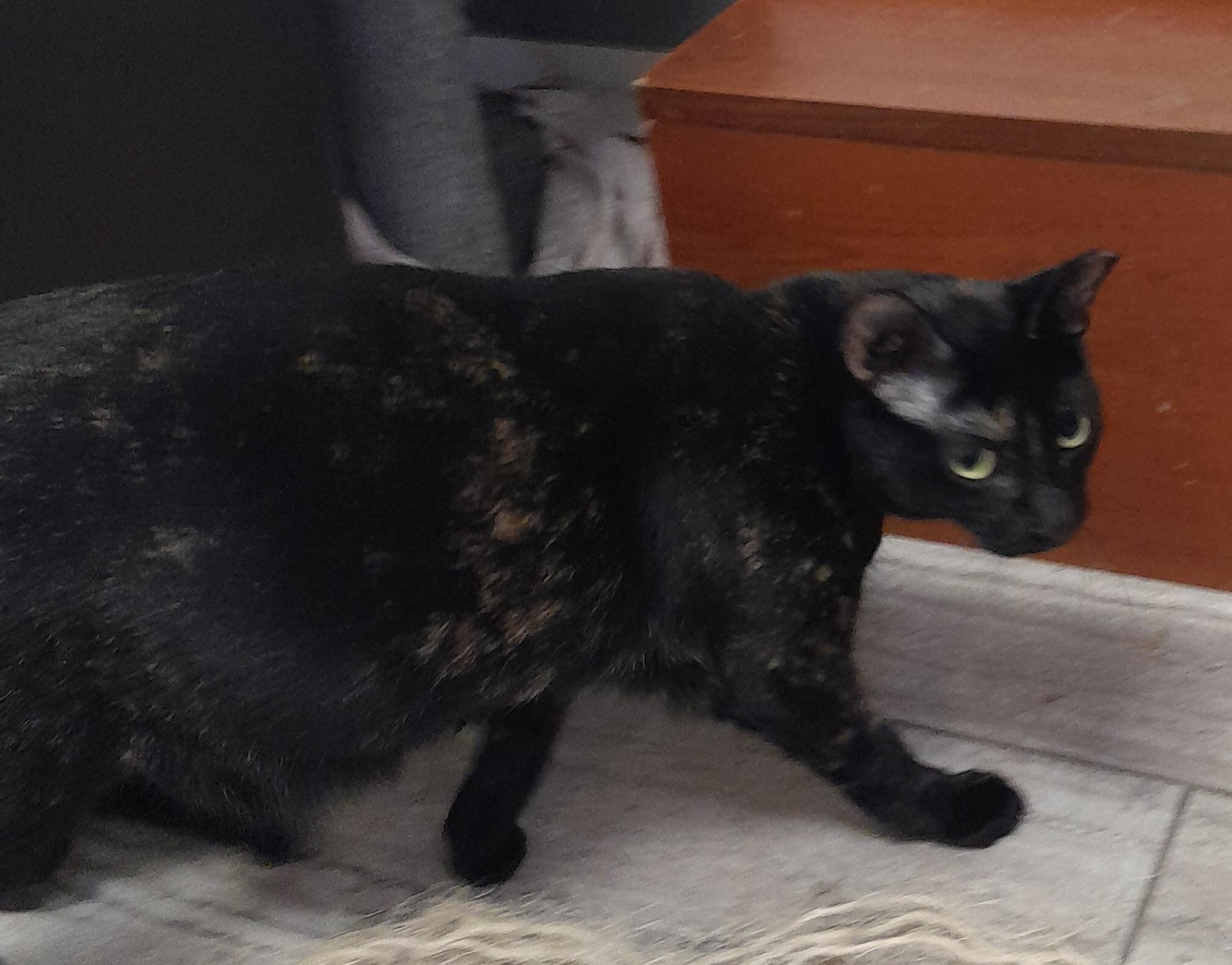 Enlarge Jacquel, a Adoptable Domestic Short Hair in Brighton, MI image 4/6