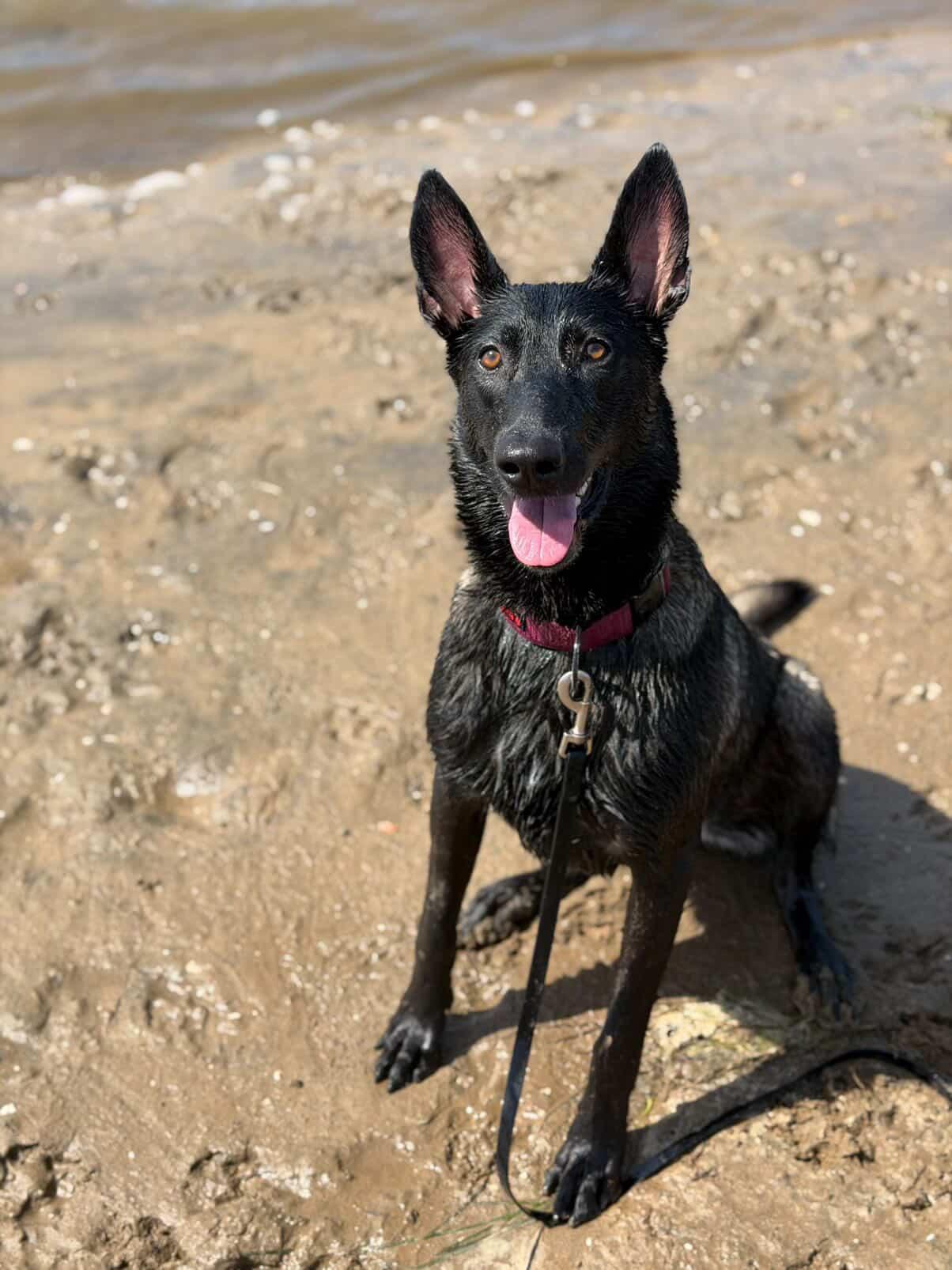 Enlarge Thalia, a ADOPTABLE Belgian Shepherd / Malinois in San Diego, CA image 1/4
