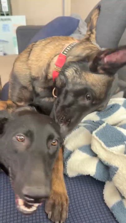 Enlarge Thalia, a ADOPTABLE Belgian Shepherd / Malinois in San Diego, CA video 4/4