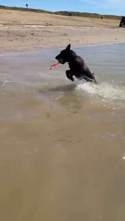 Enlarge Thalia, a ADOPTABLE Belgian Shepherd / Malinois in San Diego, CA video 3/4