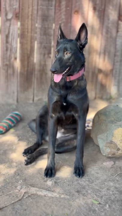 Enlarge Thalia, a ADOPTABLE Belgian Shepherd / Malinois in San Diego, CA video 2/4