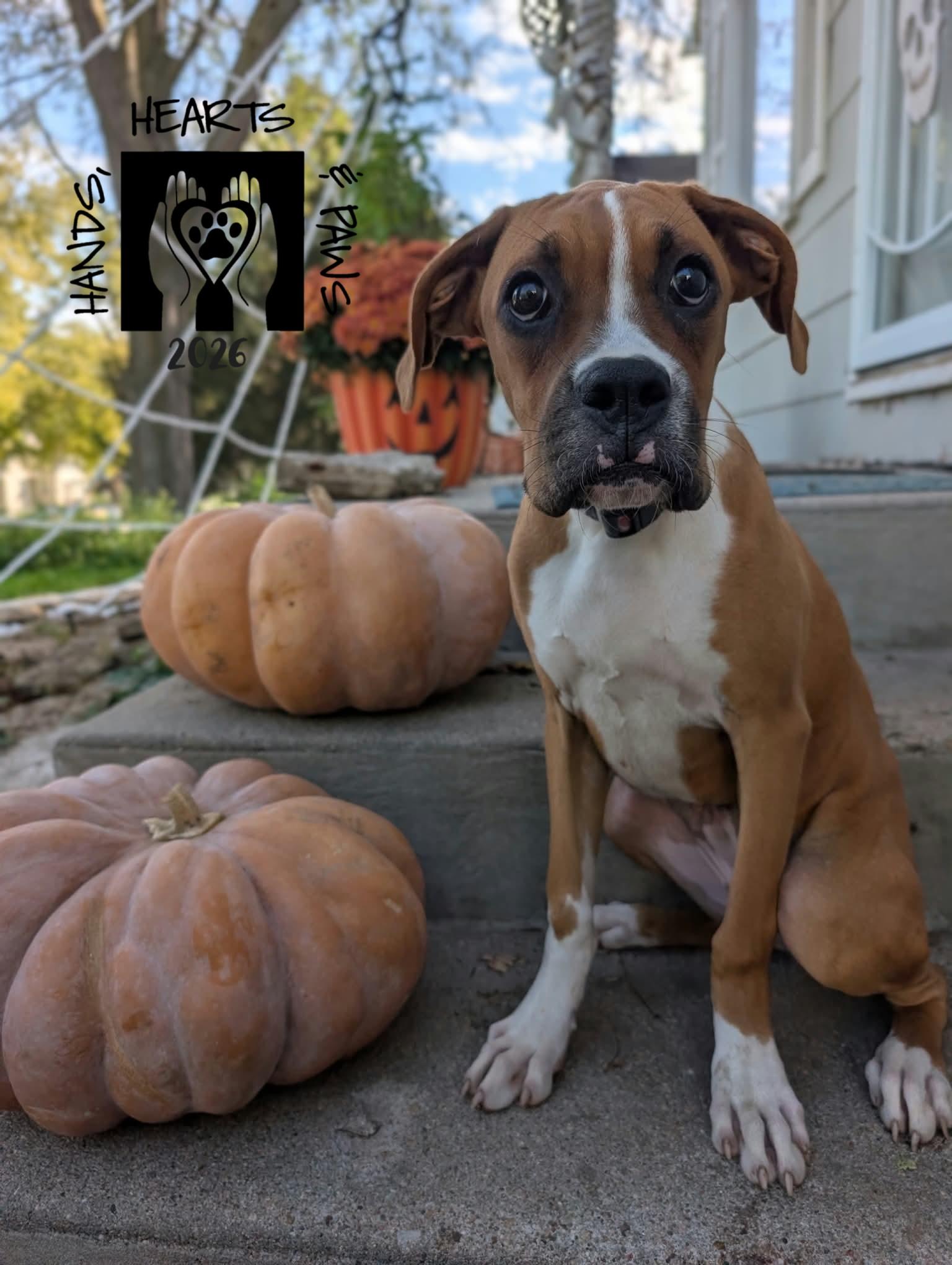 Enlarge Werewolf, a Adoptable Boxer in Omaha, NE image 2/3