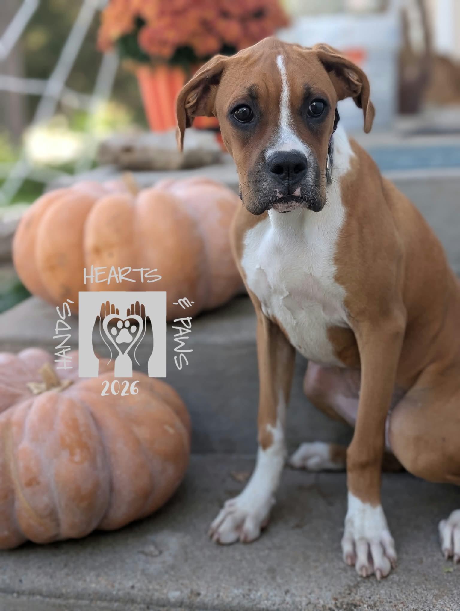 Werewolf, Adoptable, Puppy Female Boxer.