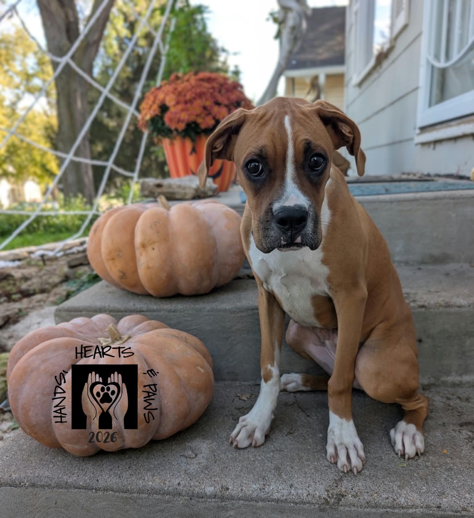 Enlarge Werewolf, a Adoptable Boxer in Omaha, NE image 3/3