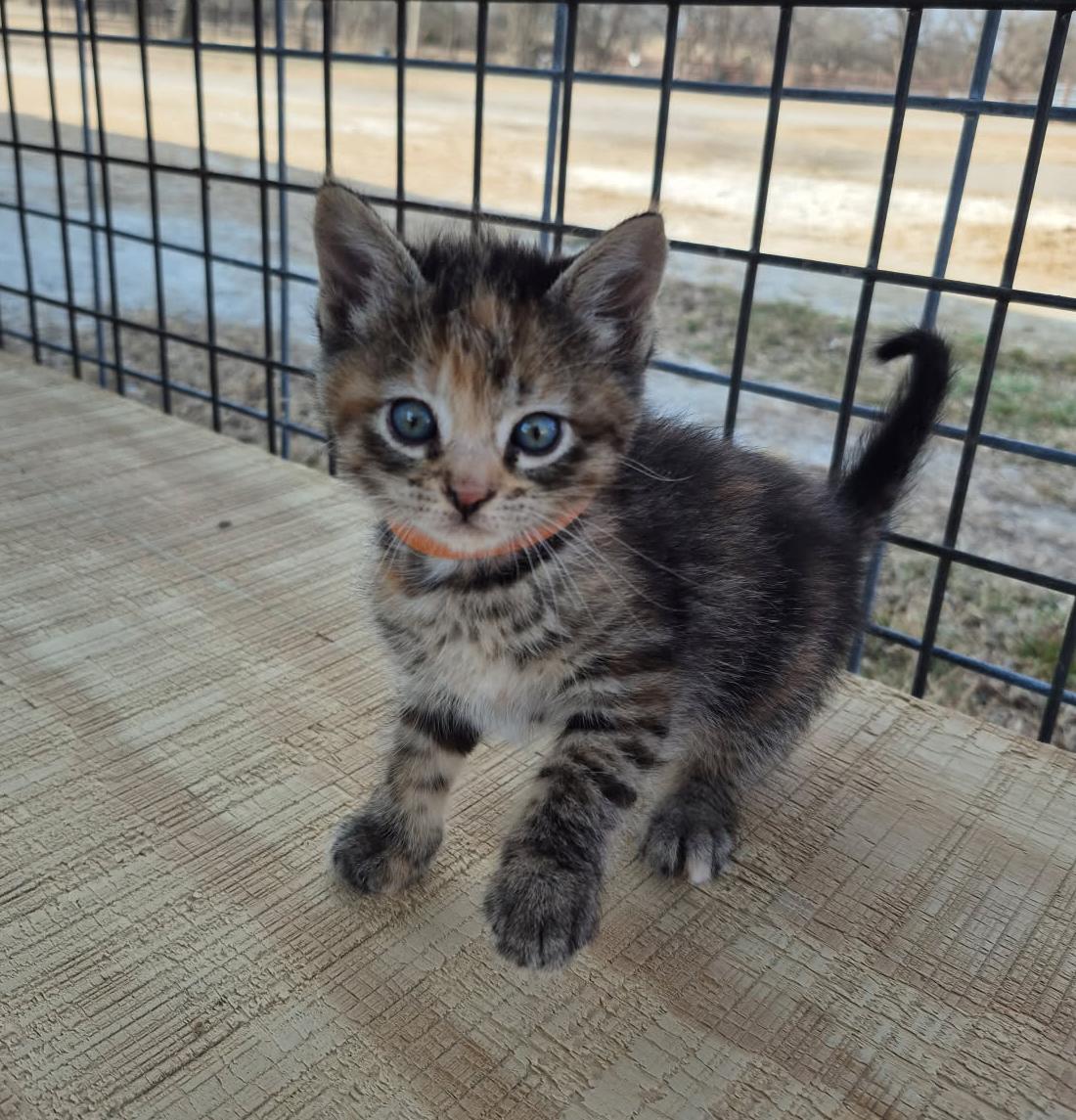 Enlarge Harley, an adopted Domestic Short Hair in Okmulgee, OK image 1/3