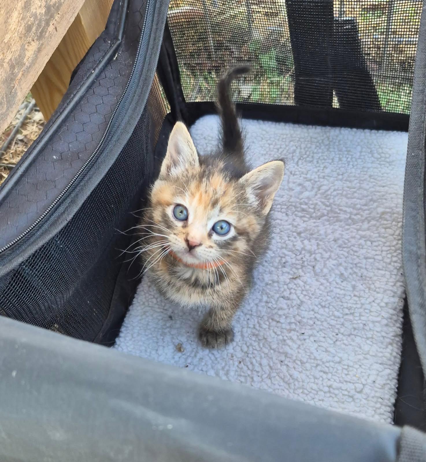 Enlarge Harley, an adopted Domestic Short Hair in Okmulgee, OK image 2/3