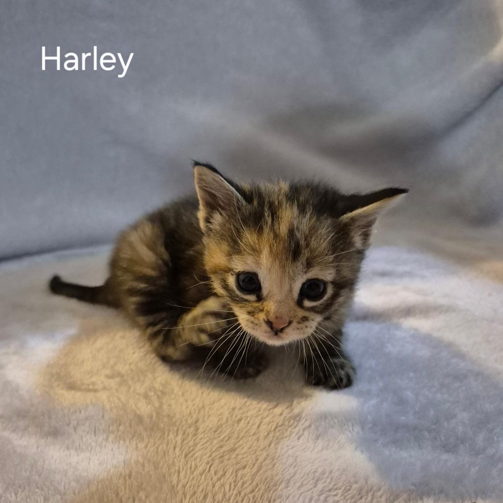 Harley, ADOPTABLE, Kitten Female Domestic Short Hair.