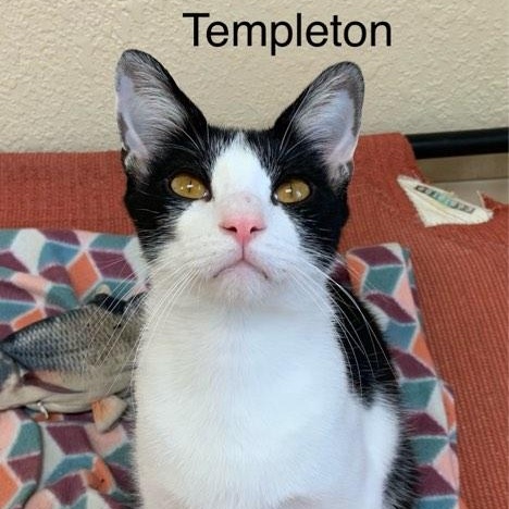 Enlarge Templeton, a Adoptable Tuxedo in Rushville, IL image 1/2