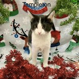 Enlarge Templeton, a Adoptable Tuxedo in Rushville, IL image 2/2