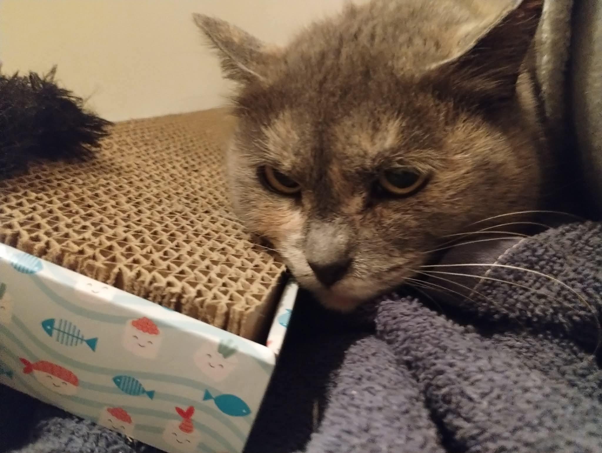 Enlarge Tori, a ADOPTABLE Domestic Short Hair in La Grande, OR image 4/6