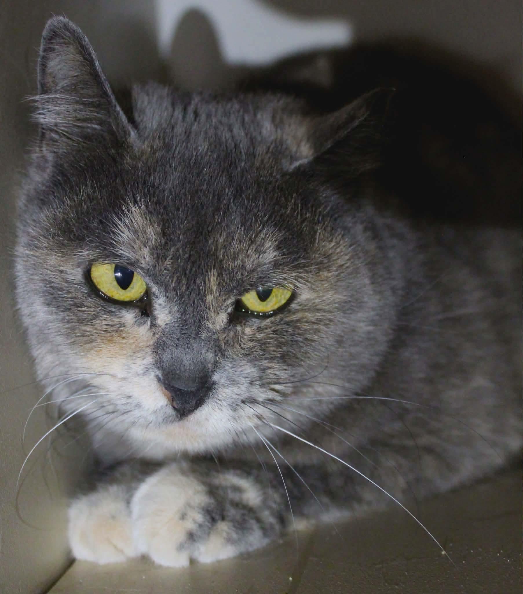 Enlarge Tori, a ADOPTABLE Domestic Short Hair in La Grande, OR image 2/6
