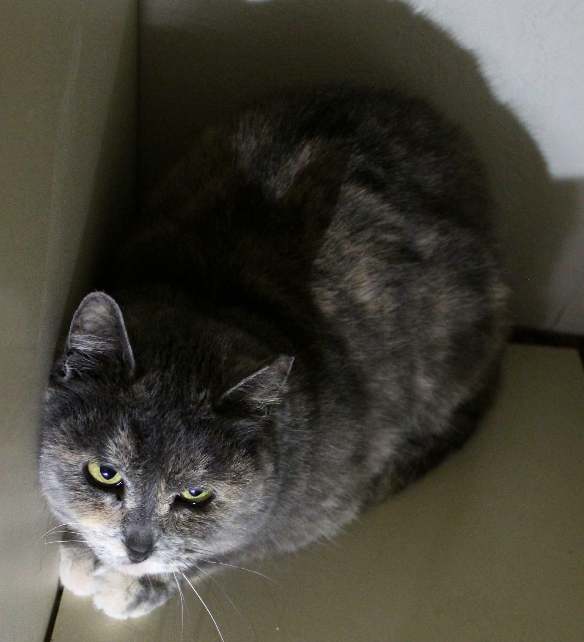 Enlarge Tori, a ADOPTABLE Domestic Short Hair in La Grande, OR image 5/6