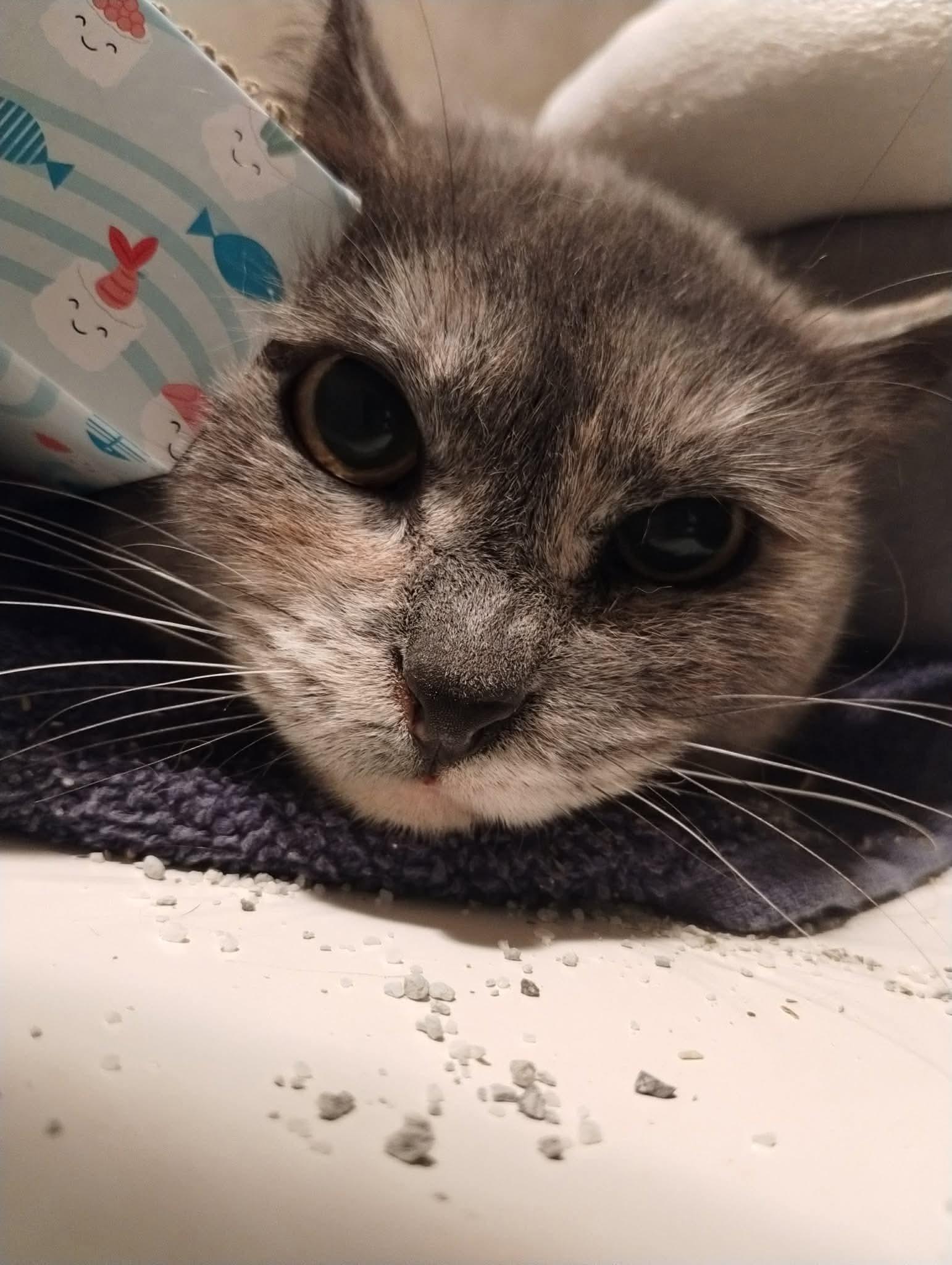 Enlarge Tori, a ADOPTABLE Domestic Short Hair in La Grande, OR image 6/6